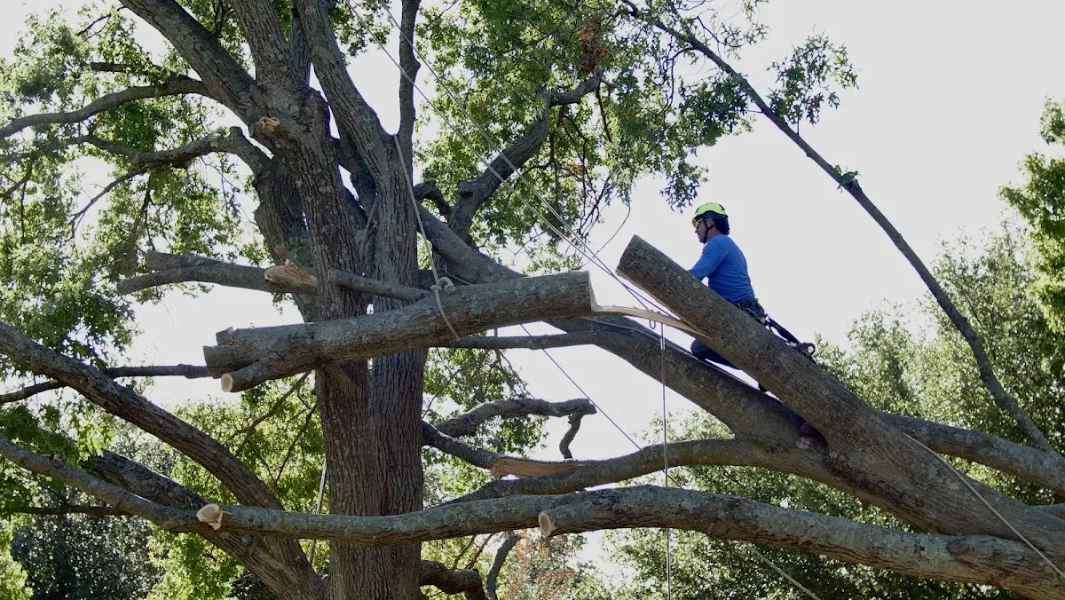 Professional Crown Thinning performed by certified arborists in Keithville